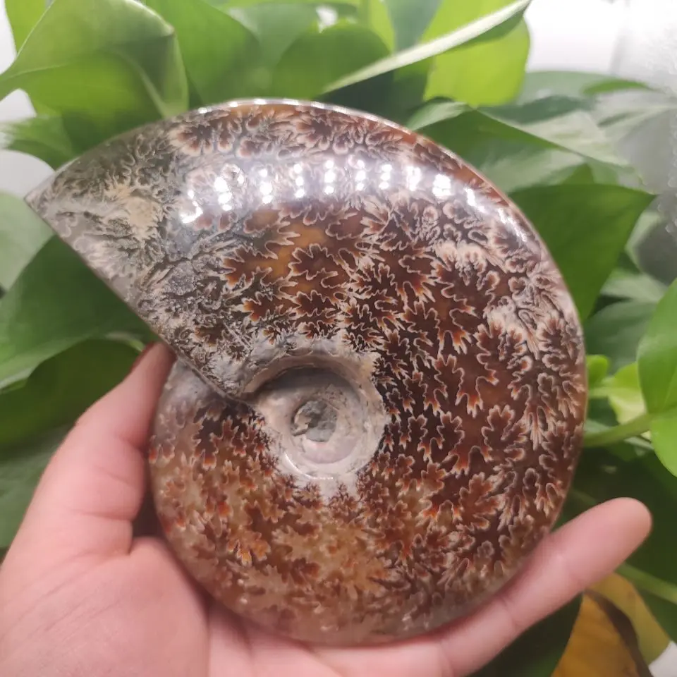 

about 500-600gnatural mineral Crystal gemstone meditation reiki healing crystal conch specimen Madagascar home decoration