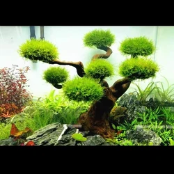 Arbre à mousse d'aquarium en bois flotté, poisson précieux, eau incitée, mousse d'enge, tronc d'arbre, décoration de bricolage, plantes non l'intensité