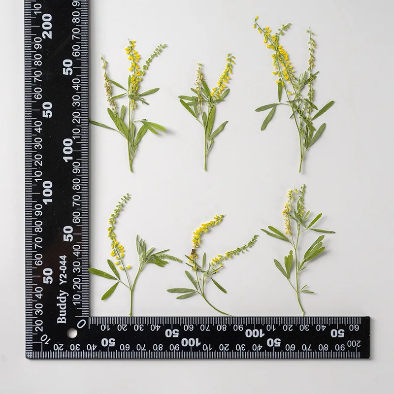 

250pcs Pressed Dried Flower Melilotus officinalis Herbarium For Bookmark Prop Jewelry Postcard Invitation Card Phone Case DIY