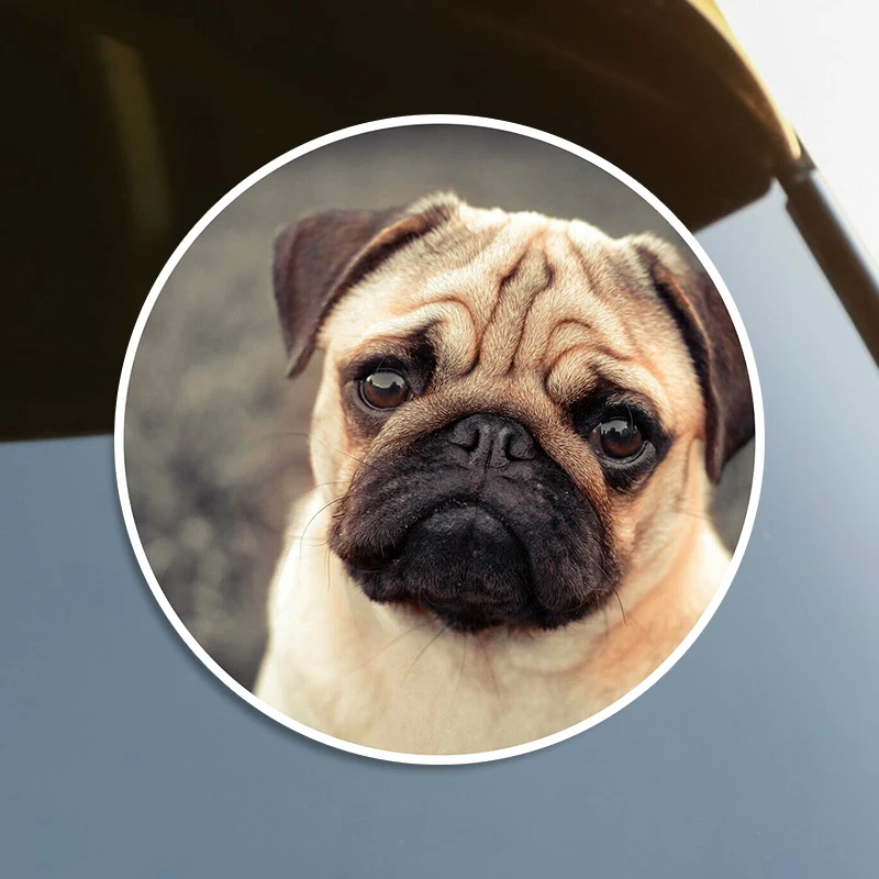 S60050# Cute Tan Pug Dog Puppies Pets Animals Self-adhesive Decal Car Sticker Waterproof Auto Decors on Bumper Rear Window