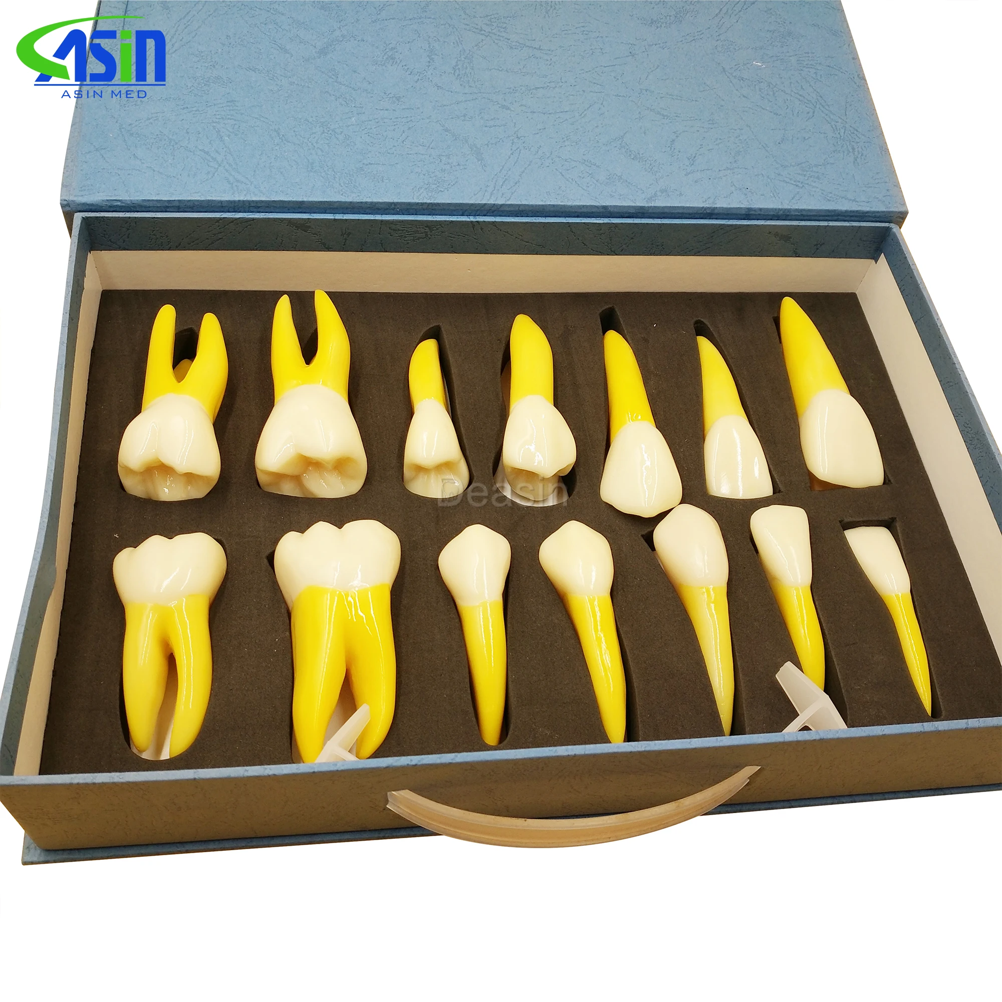 

G Quality NEW 4 Times Permanent Anatomical / (Right 14) whole teeth model