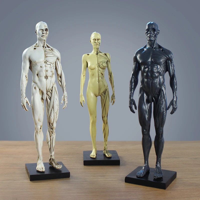 

Nordic Medical Human Musculoskeletal Anatomical Structure Model Resin Ornaments Home Model Room Hospital Sculpture Decoration