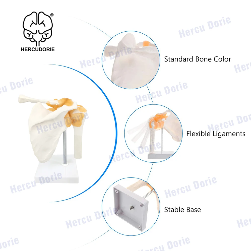 Shoulder Model Anatomical Skeleton Life Size Human Anatomy with Ligaments Joint Bone Functional Medical Model