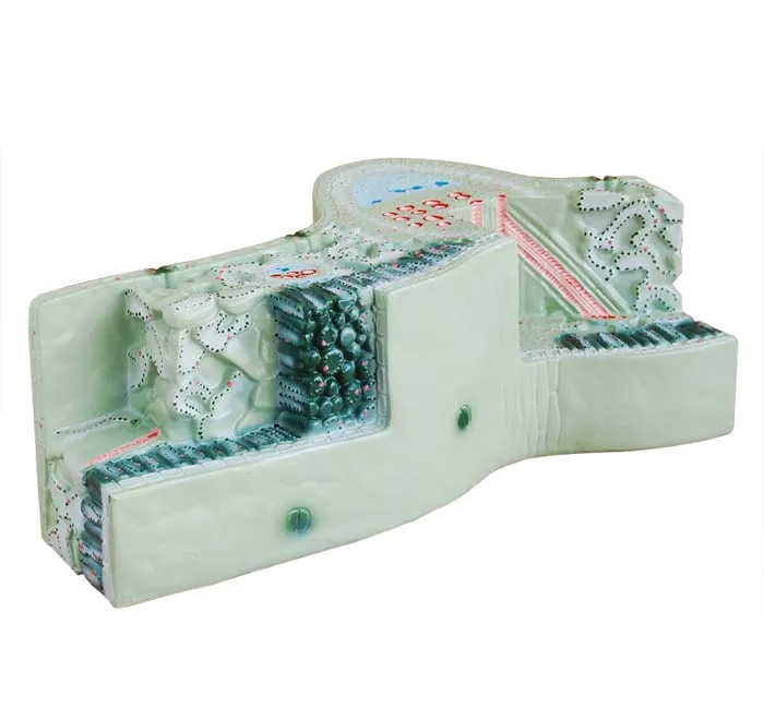 

Leaf Structure, Plant models