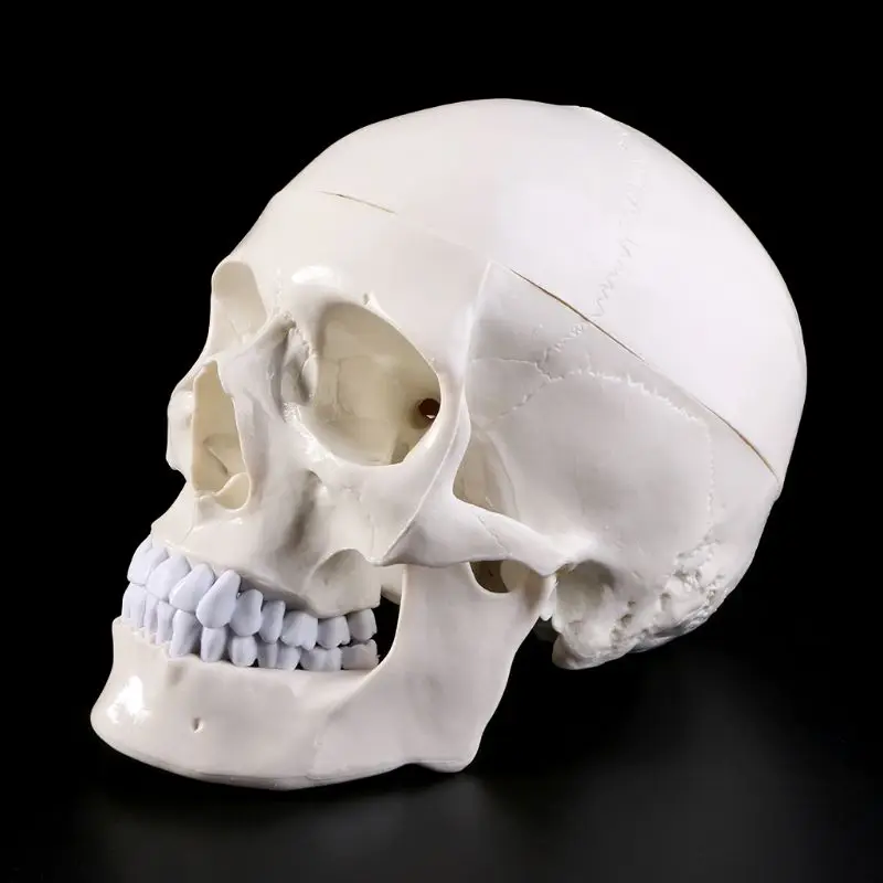 Human Anatomical Anatomy Head Skeleton Skull Teaching Model School Supplies Study Tool Halloween Bar Ornament