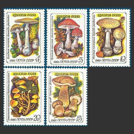 5Pcs/Set New Cccp P… - image