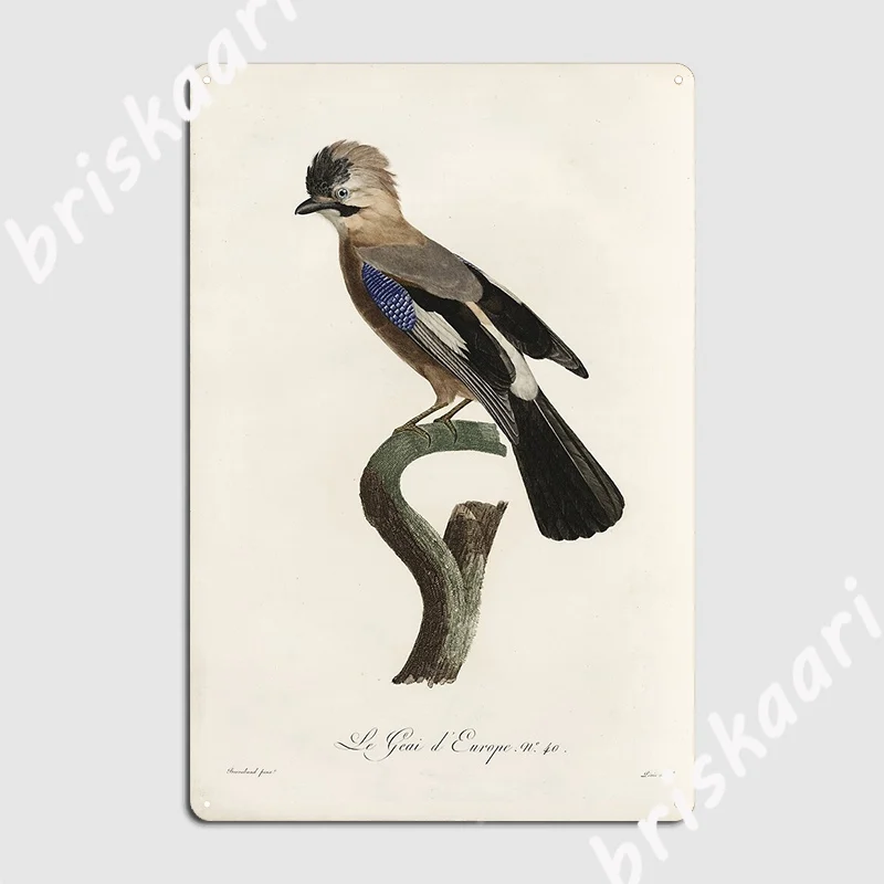 Vintage French Bird Illustration Jacques Barraband Le Geai D Europe Metal Sign Painting Décor Personalized Club Bar