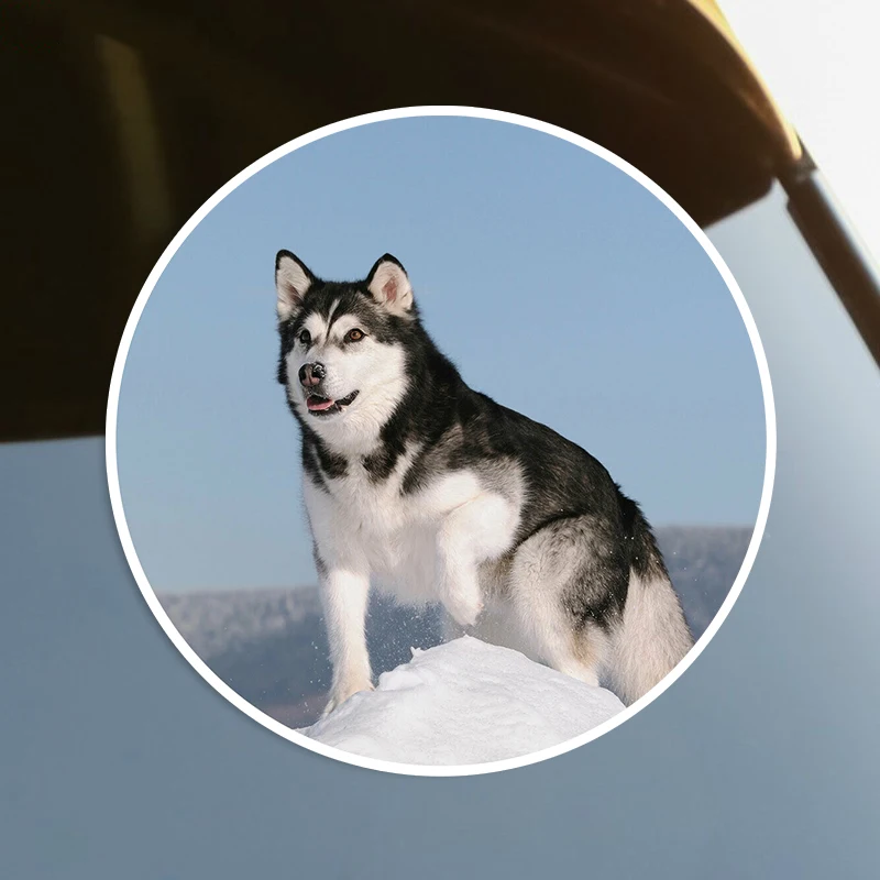 S60023# Alaskan Malamute Husky Dog Adult Self-adhesive Decal Car Sticker Waterproof Auto Decors on Bumper Rear Window Laptop