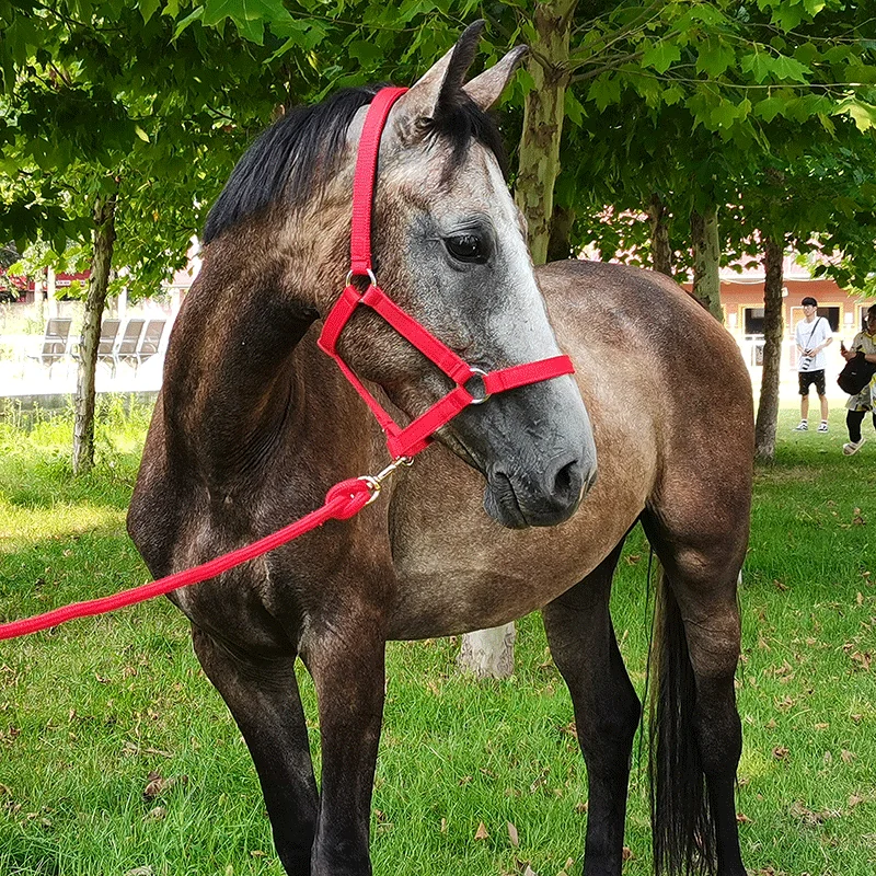 Vendita diretta in fabbrica di cavassion Anti-attrito che protegge la cavezza da equitazione con briglia in pelle di cavallo 8218001