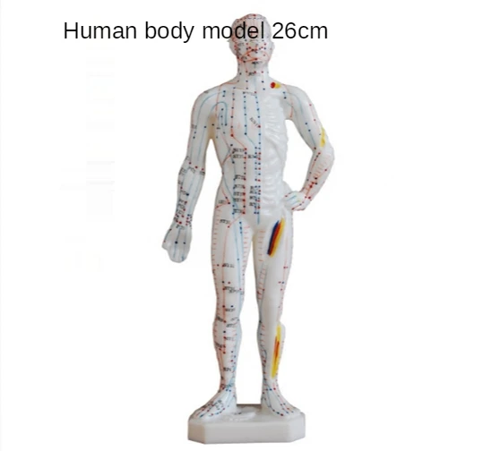 Thumbnail 4 - #3 Acupuncture Models Ranking List in 2026