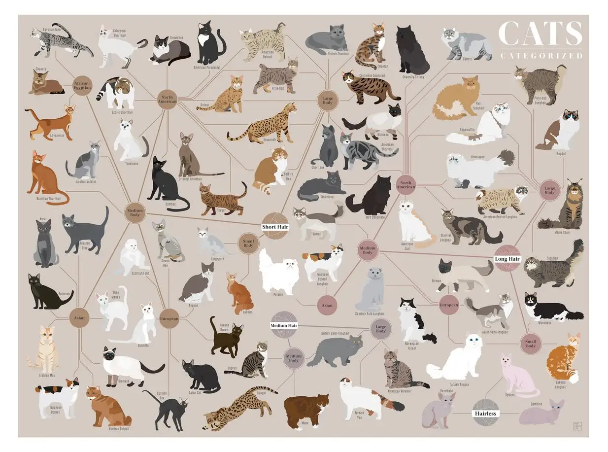 

Cats, Categorized Art Silk Poster Print 24x36inch