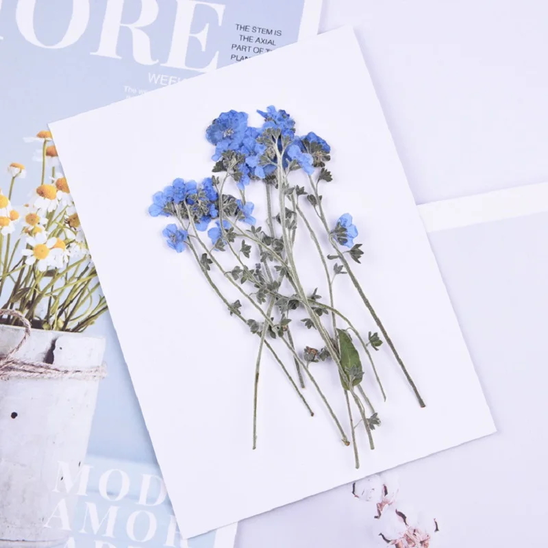 

60pcs 4-7cm Pressed Dried Myosotis Sylvatica Forgetmenot Flower Plant Herbarium For Jewelry Postcard Bookmark Phone Case DIY