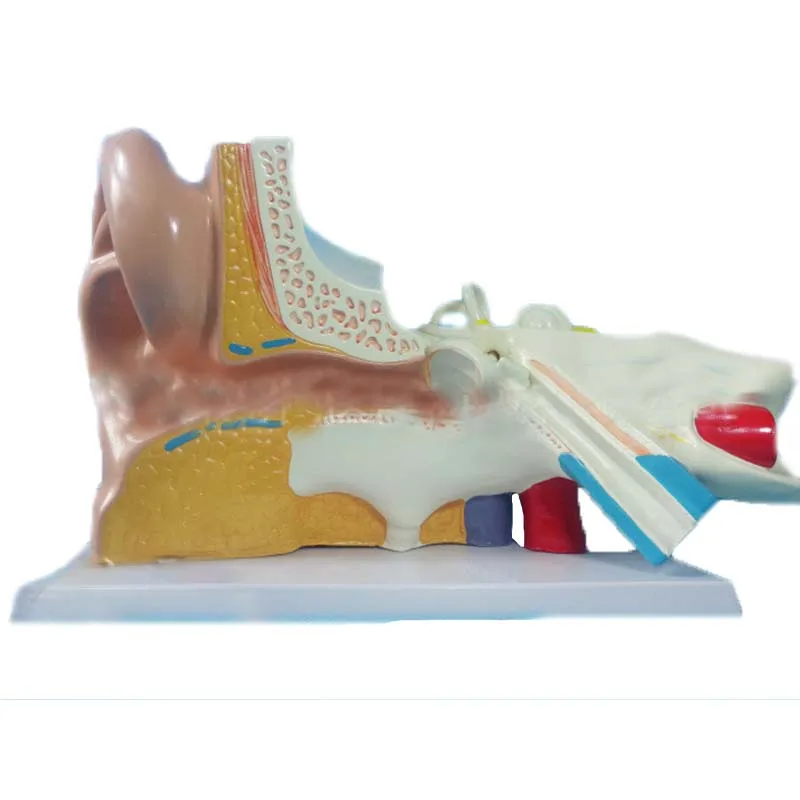 Human Ear Anatomy Model Simulation 3 times Big Ear Teaching Model