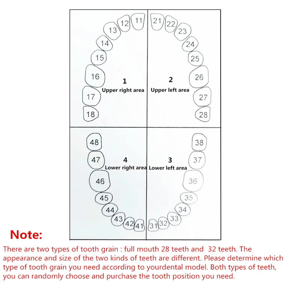 28/32pcs Dental Teeth Model For Dental Technician Practice