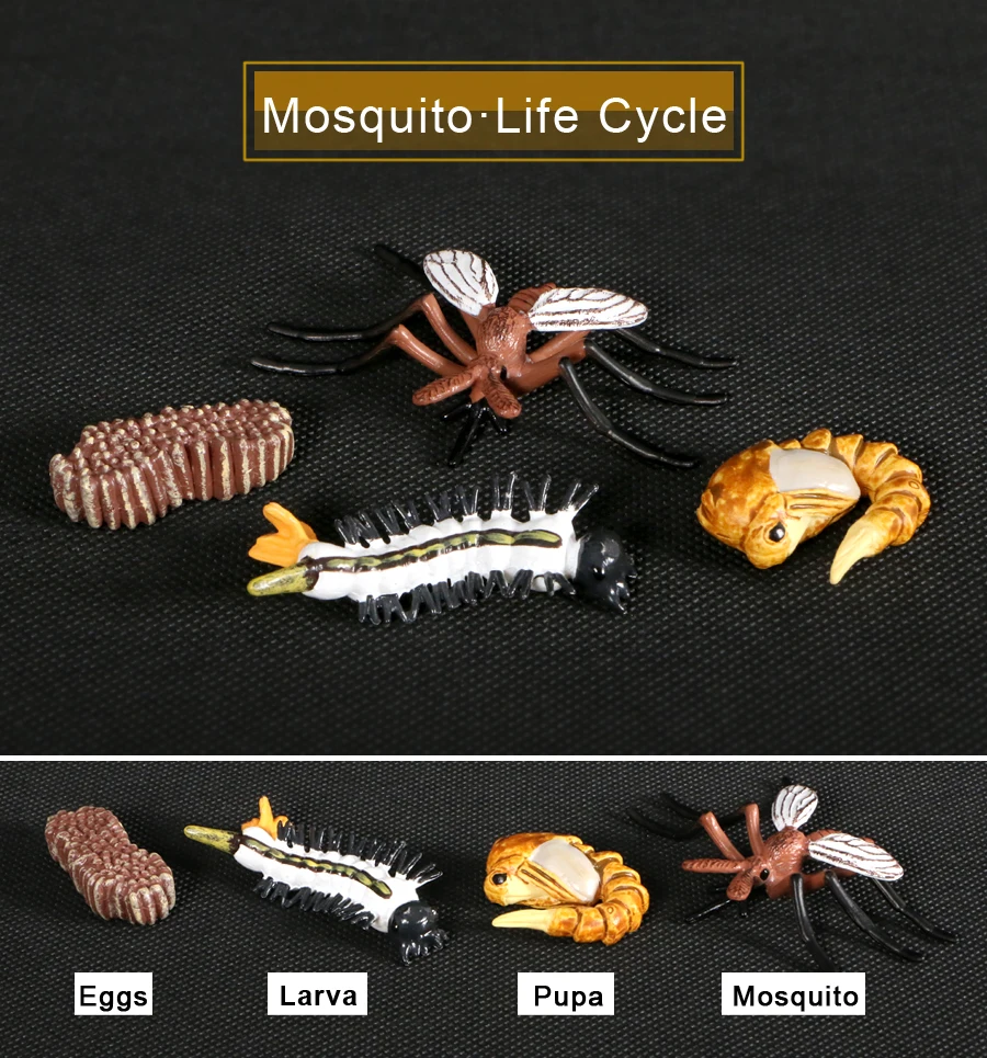 Simulation Life Cycle of A Mosquito Cute Animals Growth Cycle Figurines Model Action Figures Educational Kids Toys