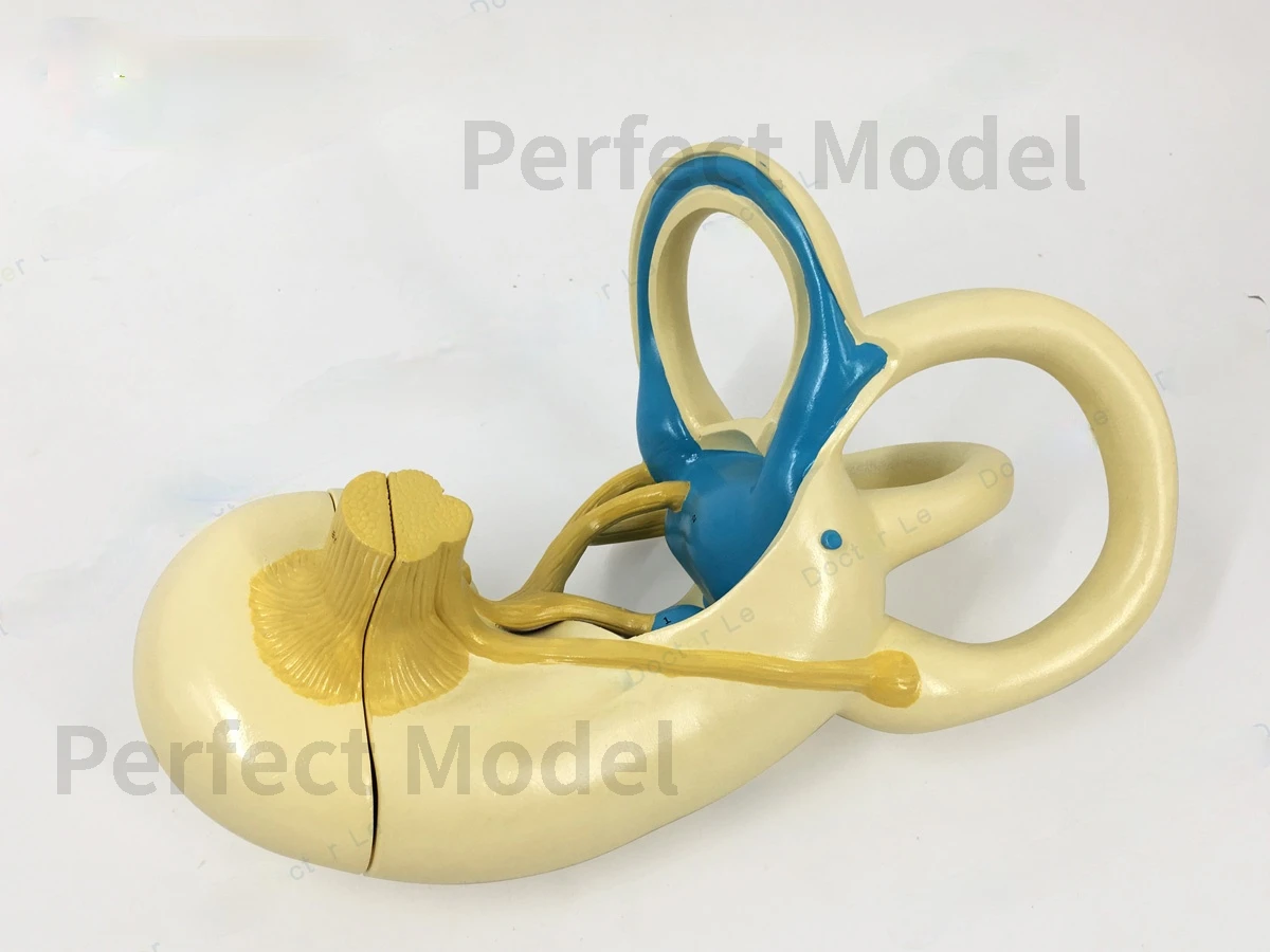 Human Ear Semicircular Canal Cochlea Anatomical Model Inner Ear Labyrinth Model