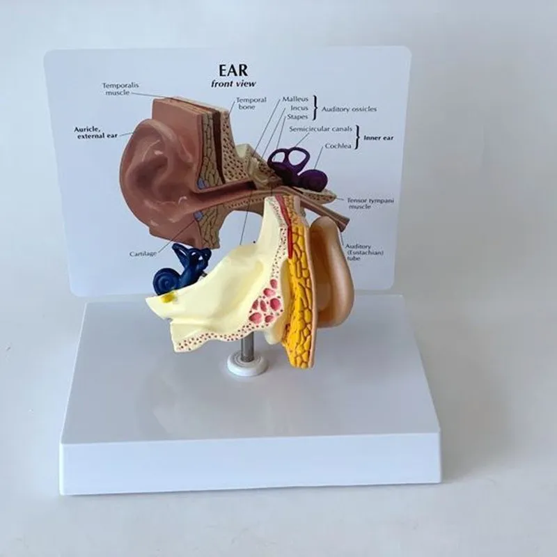 Ear Anatomical Model Outer Middle Inner Ear Auditory System Organs Ear Structure Teaching Aid