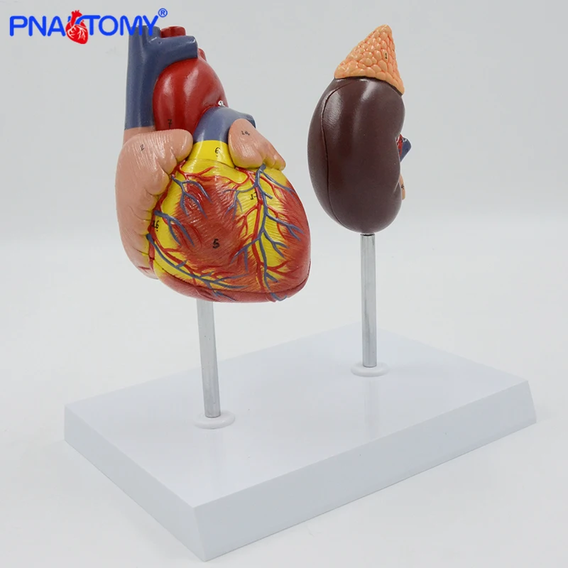 Human Heart and Kidney Model Circulation System Anatomical Model Detachable Heart Anatomy Medical Tool Educational Equipment