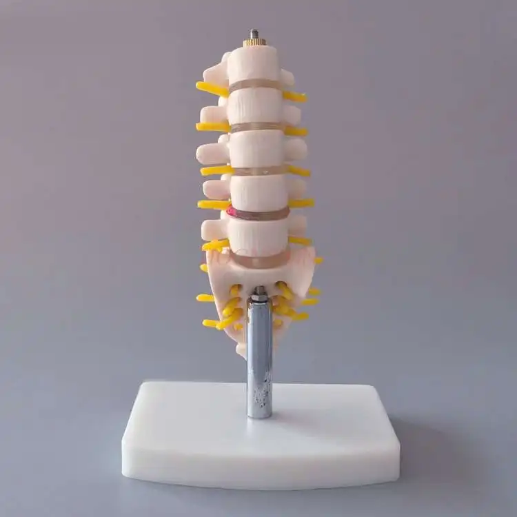 

Spine model small lumbar spine tail vertebra bone model anatomy bone nerve structure model teaching medical teaching aids