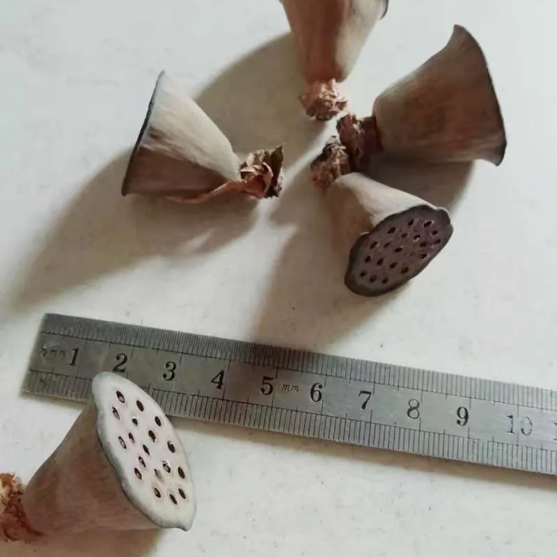 Small Natural Lotus Dried Flower, DIY Wedding Decoration for Home, Party, Office, Artificial Dried Flowers, 5Pcs per Bag