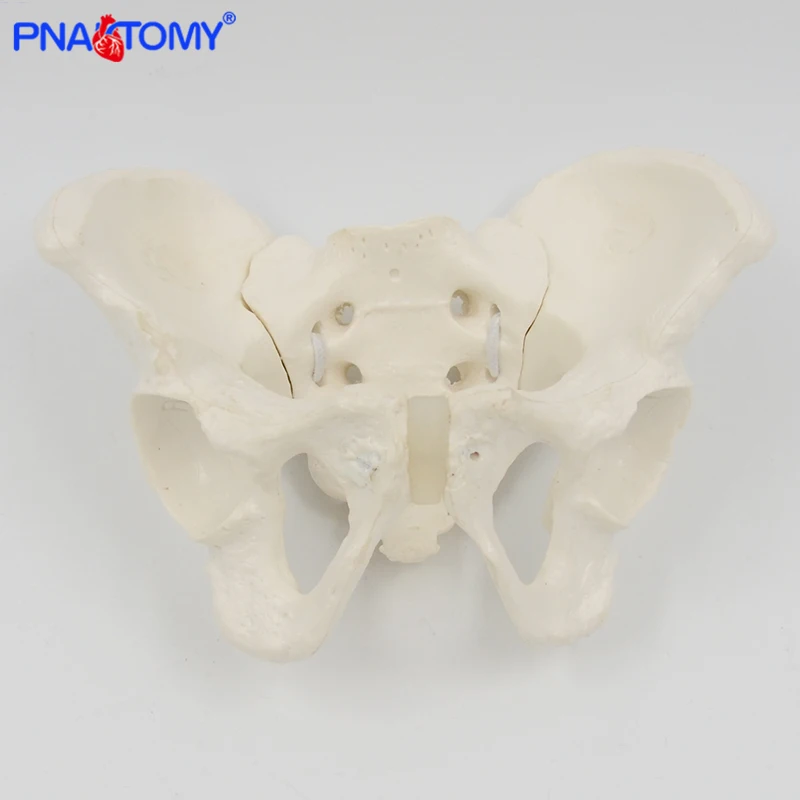 Mini Pelvis Model Human Skeleton Model Specimen Hip Skeleton Anatomy Medical Tool school Used 1:2 Pubis Skeletal Educational