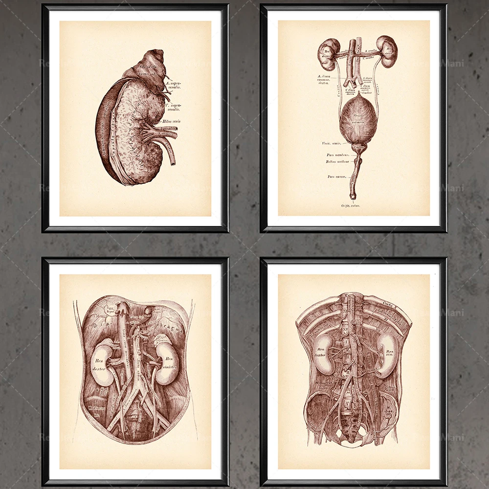 Urinary System Anatomy Print Anatomical Kidney Poster Vintage Medical Art Nephrologist Gift Clinic Decor Doctor Office Decor