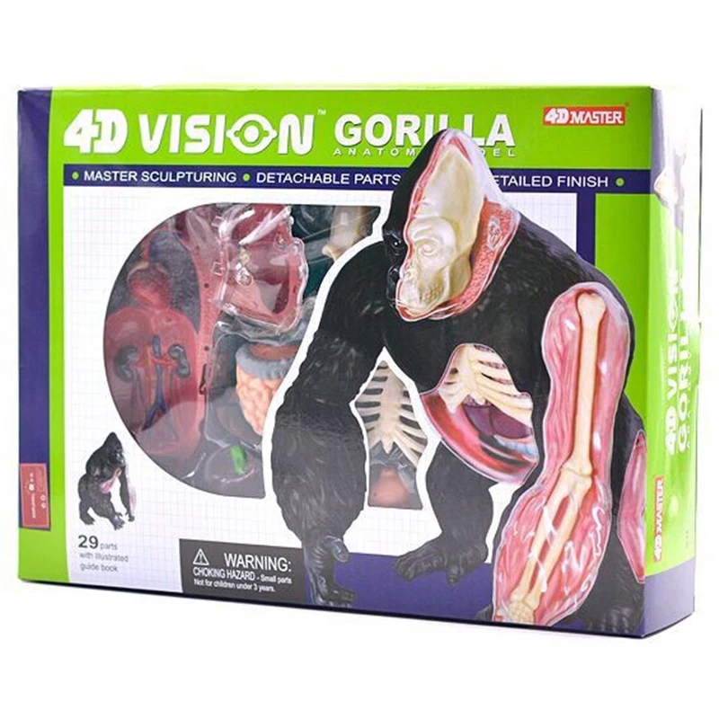 Imagem -04 - Órgão Animal Anatomia Modelo 4d Gorila Inteligência Montagem Brinquedo Ensino Anatomia Modelo Faça Você Mesmo Popular Ciência Aparelhos