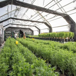 greenhouse for herb cultivation, all-black system greenhouse