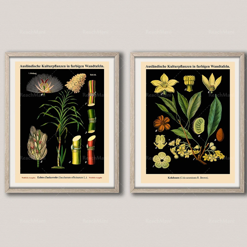 Botanical Wall Art Set of 2 Vintage German School Botanical Charts
