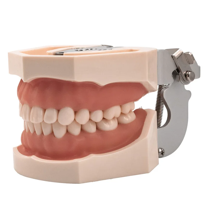 Dental model Teeth model gum teeth Teaching Model Standard Dental Typodont Model Demonstration With Removable Tooth 200H