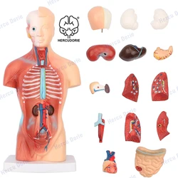 Modelo de cuerpo humano, muñeca de Anatomía de Torso, 15 Partes extraíbles, esqueleto, cerebro Visceral con Manual detallado, 10,5 pulgadas de altura