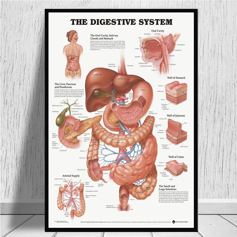 Anatomical Chart Human Body Anatomy Medical Chart Health Poster And Prints Painting Art Wall Pictures For Living Room Home Decor