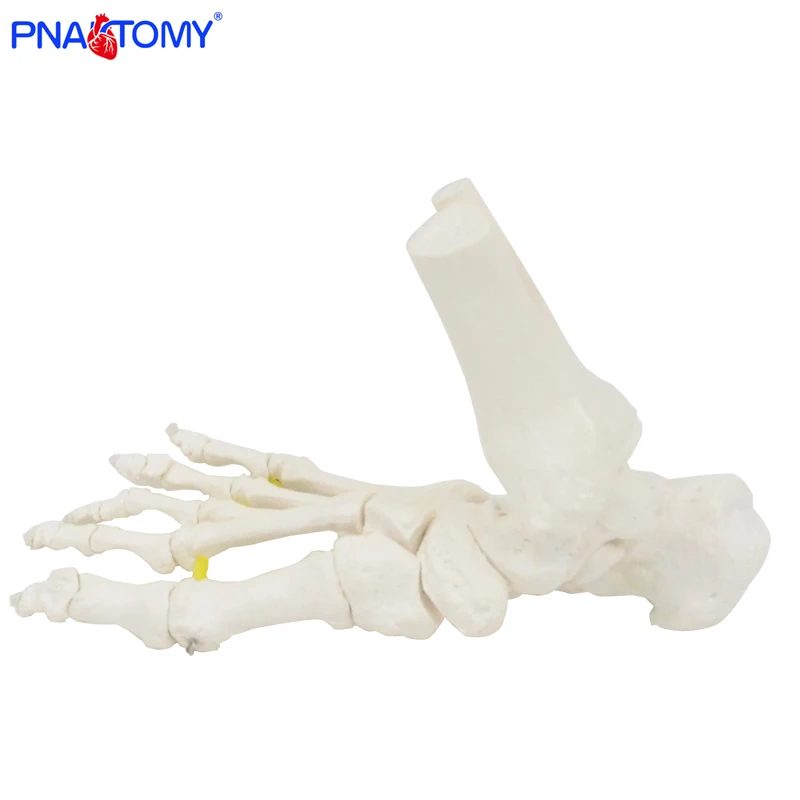 Flexible Foot Bone Model Human Skeleton Anatomy Medical Teaching Tool Educational Equipment Ankle joint model Life Size