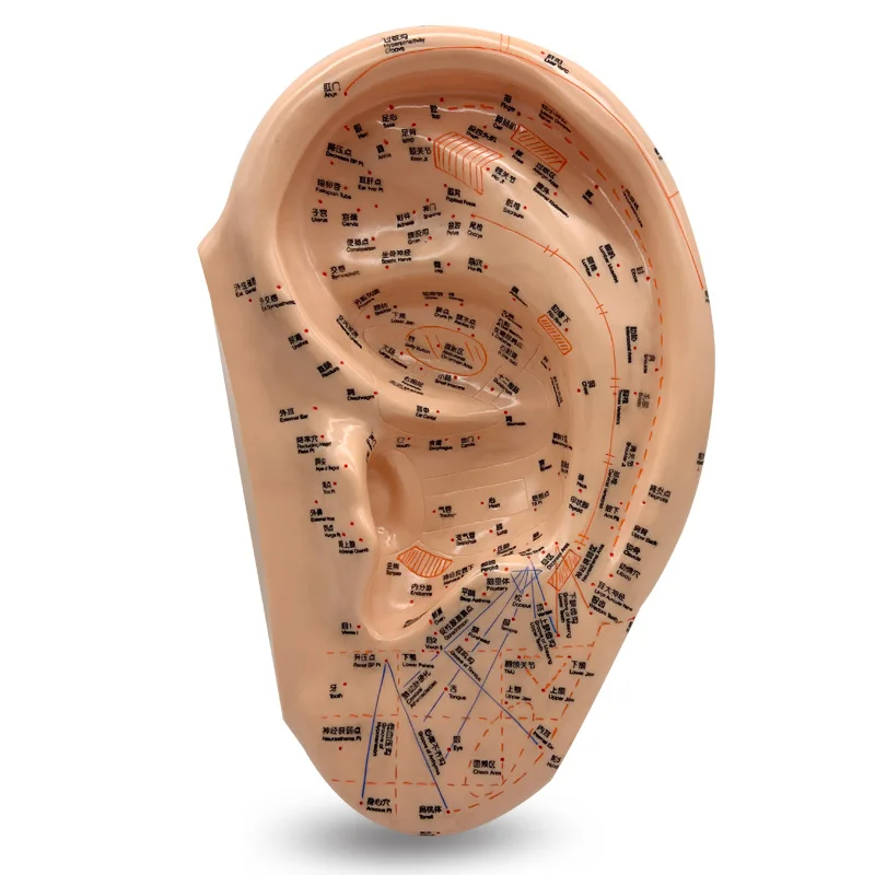 De perfecte oor model voor acupunctuur, reflexologie en diagnose: mijn ervaring met de 40 cm grote auriculotheerapie-model