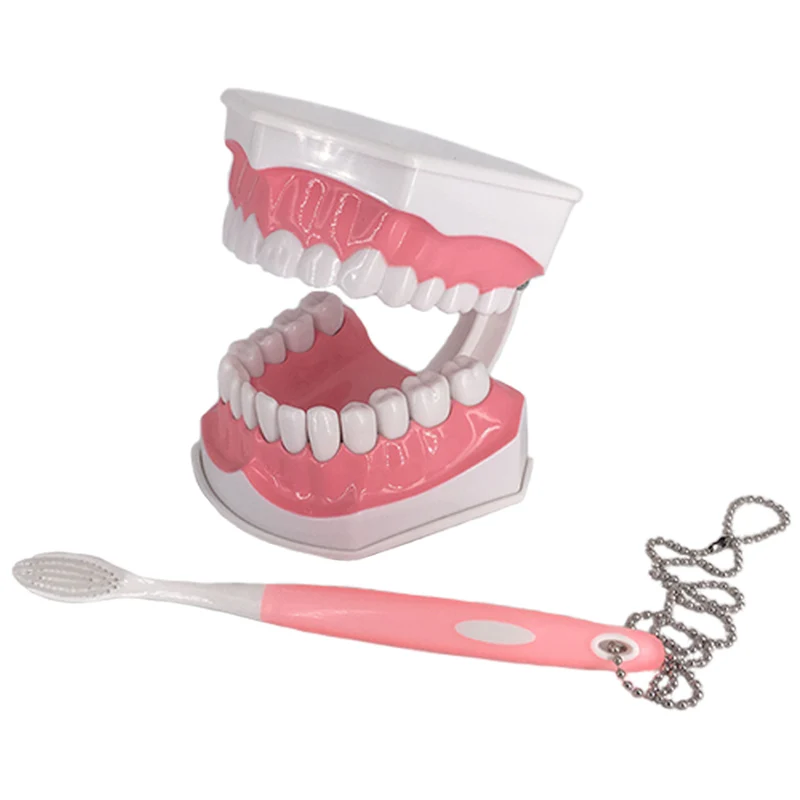 Standard Dental Teaching Model Study On The Structure Of Oral Teeth Dentist Educational Demonstration Tool For Brushing Teeth