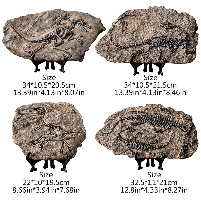 2024 New Dinosaur Fossil Statue Model Simulated Skeleton Home Office Display Decorative Craft Box Decoration 4 Sizes US Style