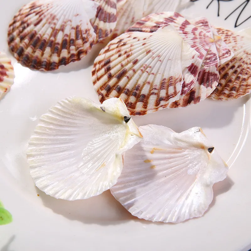 10pcs/Lot Flower Scallop Natural Color Pattern Marine Ocean Fish Landscape Decoration Mediterranean Style Home Decor