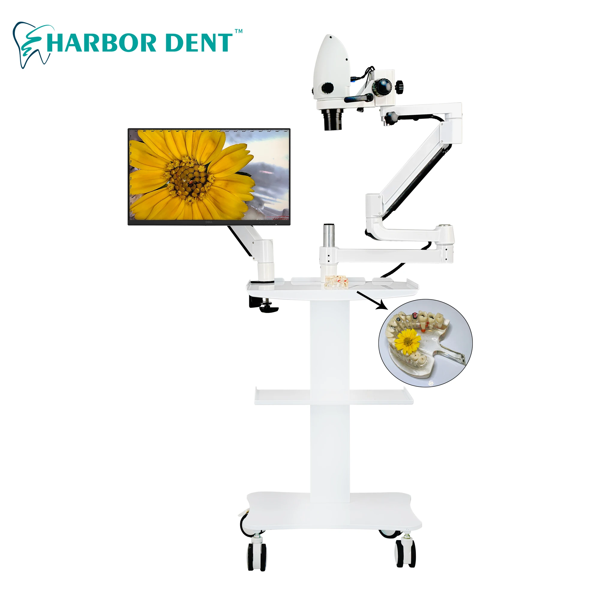 5X-33X Dental Microscope Built-in Camera 20 Million Pixels Video Support 4K Display (100V-240V) With Display