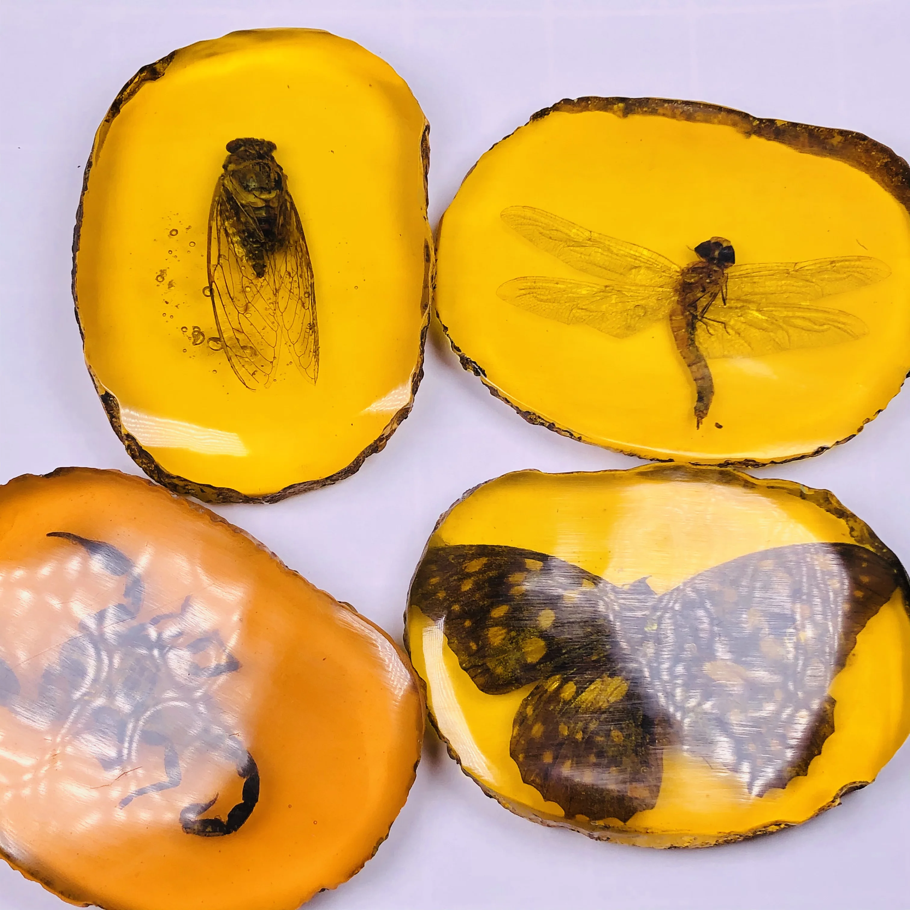 Natural Amber Beeswax Raw Stone Insect Specimens