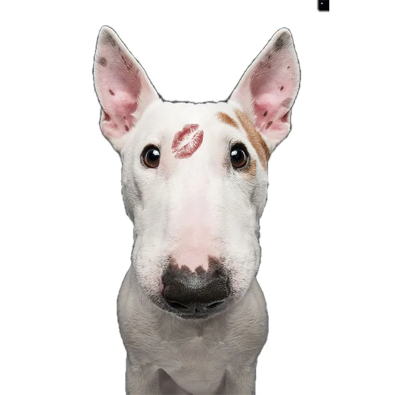 QD112 Śmieszny Bull Terrier Uroczy Pies Naklejka Dekoracja Domu Lodówka Naklejka na Laptop Toaleta