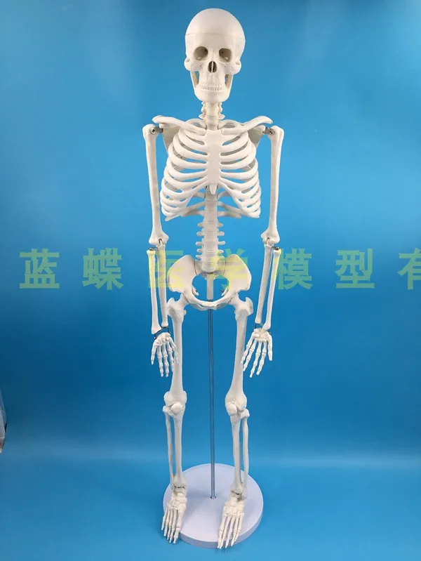 85cm skeleton model human model with muscle spine nerve system medical teaching educational equipment skeleton  anatomy model