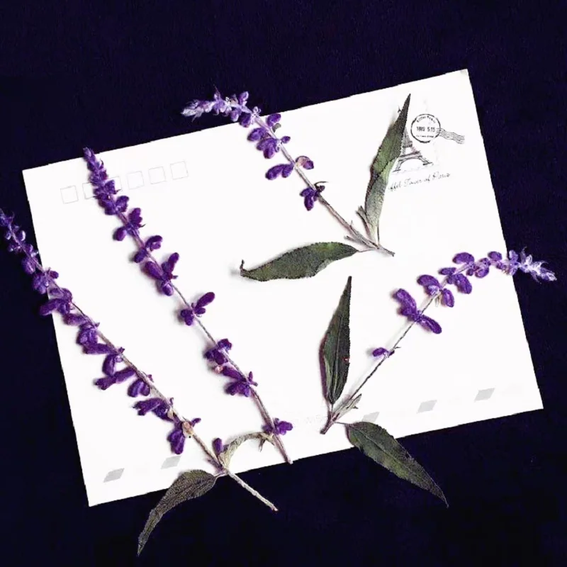 

60pcs Pressed Dried Flower Purple Lavender Herbarium For Bookmark Prop Jewelry Postcard Invitation Card Phone Case DIY