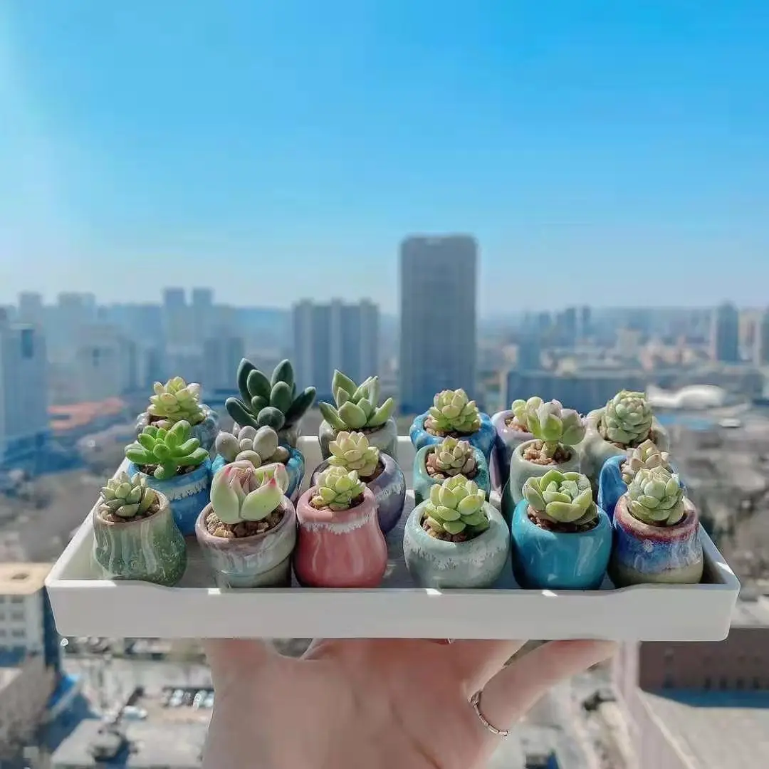 10pc Very Mini Succulent Flower Pot Colored Glaze Ceramic Breathable Thumb Flowers Pot Lithops Flowerpot Home Mini Bonsai Potted