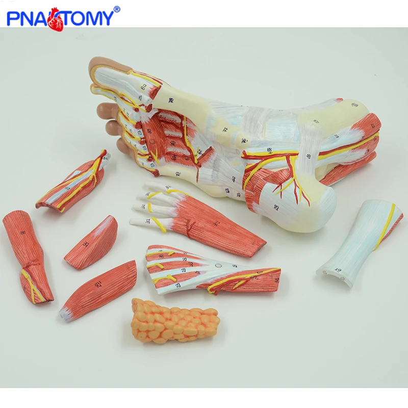 Life size human foot anatomy model leg muscle anatomical models for education medical organ artery and nervous system