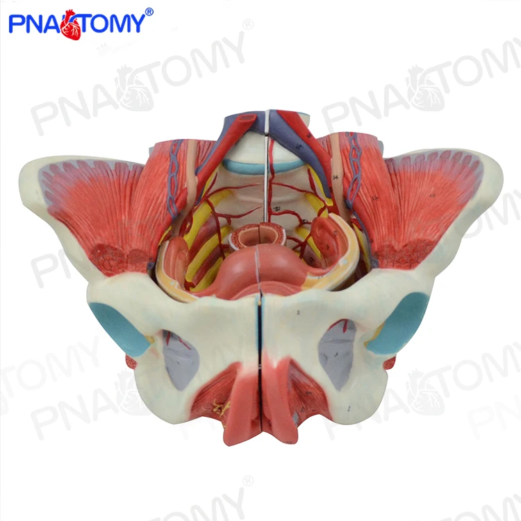 4 Parts Female Pelvis Model with Pelvic Floor Muscles Life Size Human Skeleton Medical Sciences Educational Equipment Anatomy