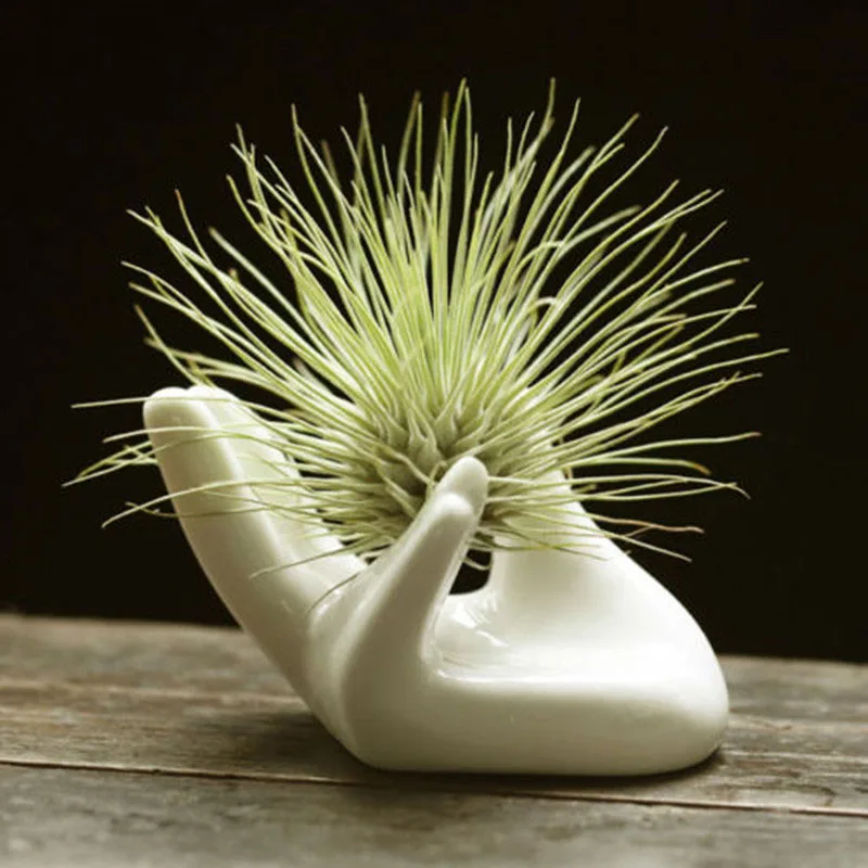 White Porcelain Ceramic Air Plant Tillandsia Holder Flower Office Desk Decor Chic Home Decoration Garden Ornaments 8x5x4.7cm