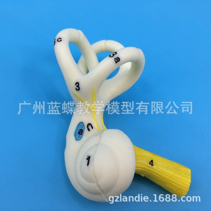 Human Ear Semicircular Canal Cochlear  Anatomical Model Inner Ear Auricular Labyrinth Model