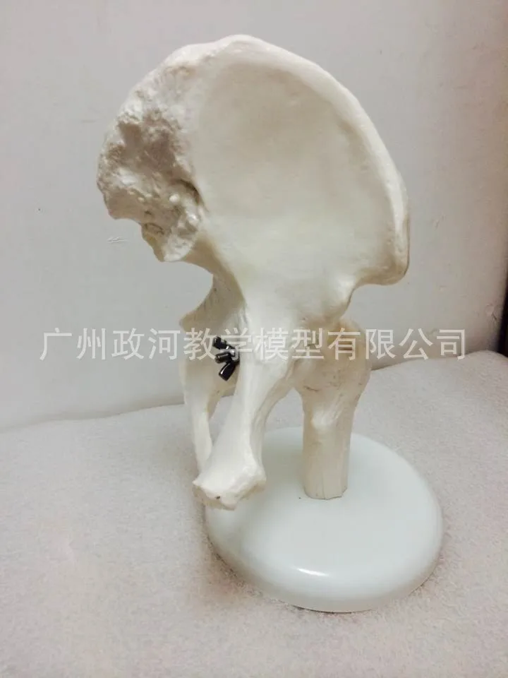 1:1 Life Size Human Hip Ligament Model Anatomical Bone Skeleton Doctor-patient Communication Medical Tools Supplies