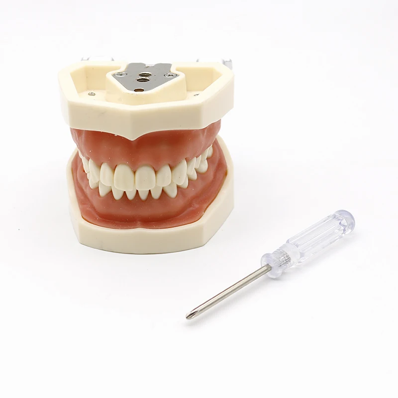 Dental Teaching Model Standard Dental Typodont Teeth Model Demonstration With Removable Teeth 200H 32pcs Soft Gum