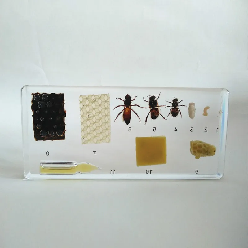 Life Cycle of Honey Growth and Development Resin Embedded Specimen